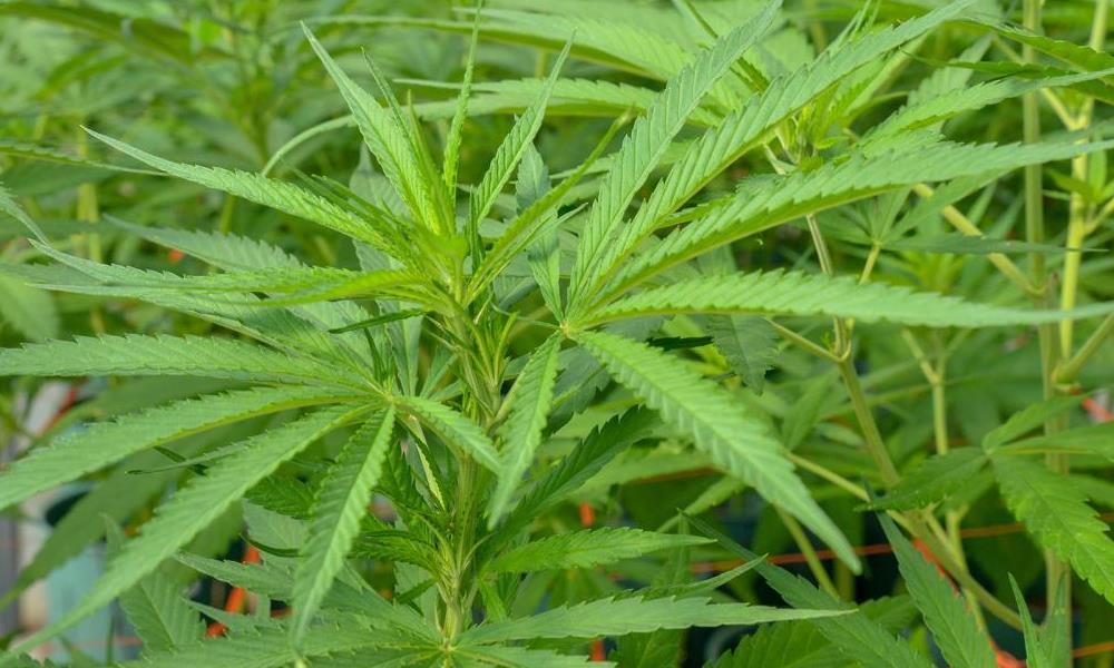 Uruguay lanza a la venta una variedad de cannabis con mayor nivel de psicoactividad.