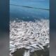 Los efectos de la sequía hizo estragos con los peces en un río santafesino.