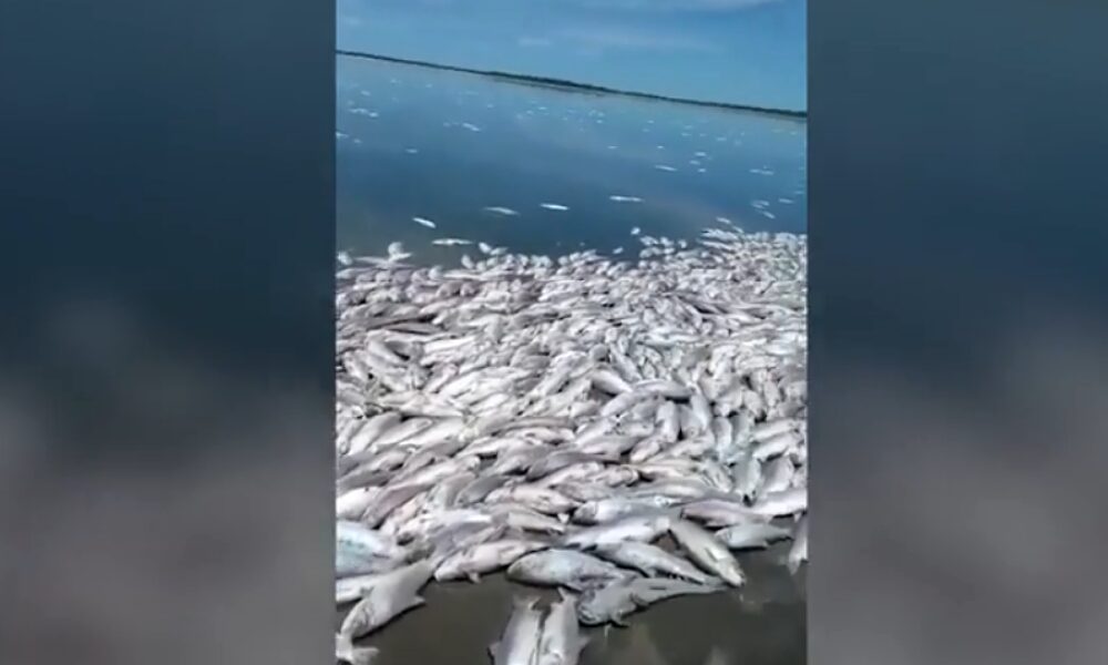 Los efectos de la sequía hizo estragos con los peces en un río santafesino.