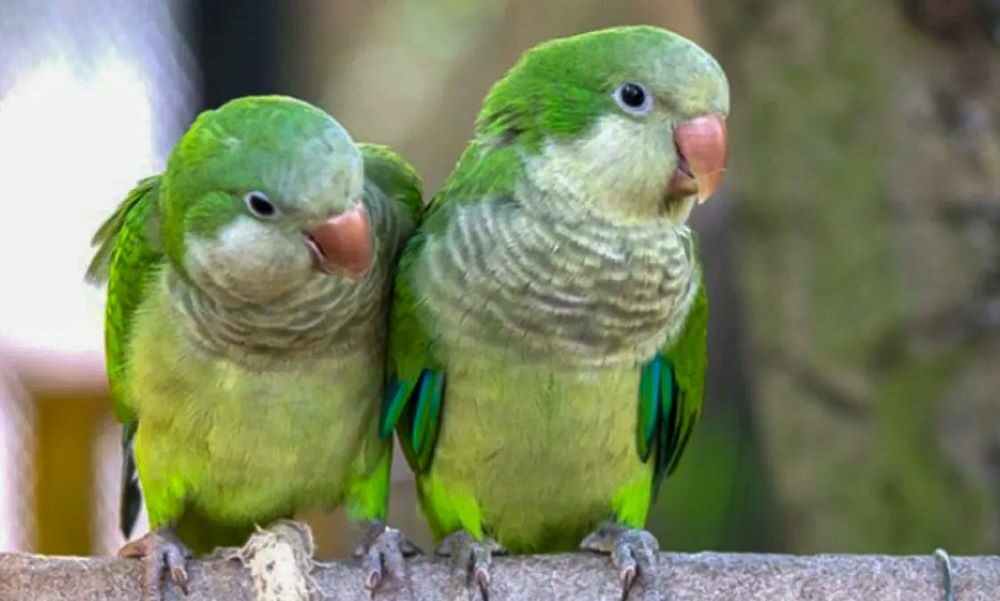 Recomendaciones para prevenir la psitacosis, la enfermedad transmitida por aves.