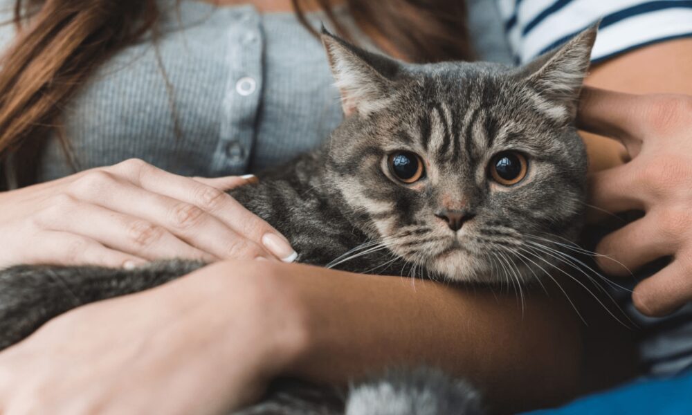 Animales de Apoyo emocional: ¿De qué se trata?