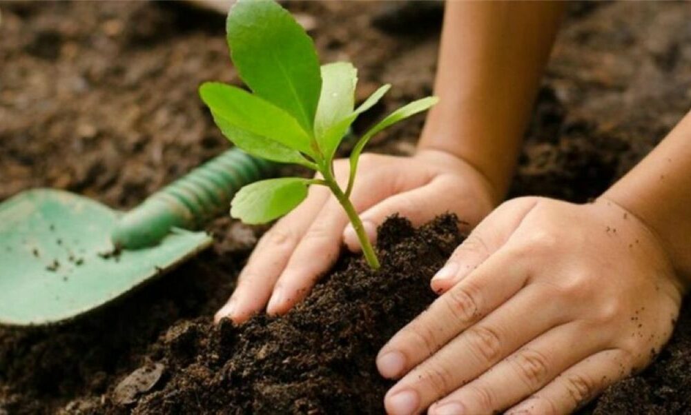 Un árbol por cada recién nacido, la propuesta de Anchipurac y un sanatorio para familias sanjuaninas.