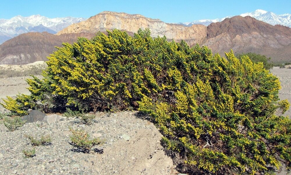 La rica fauna de San Juan en cielo, tierra y agua