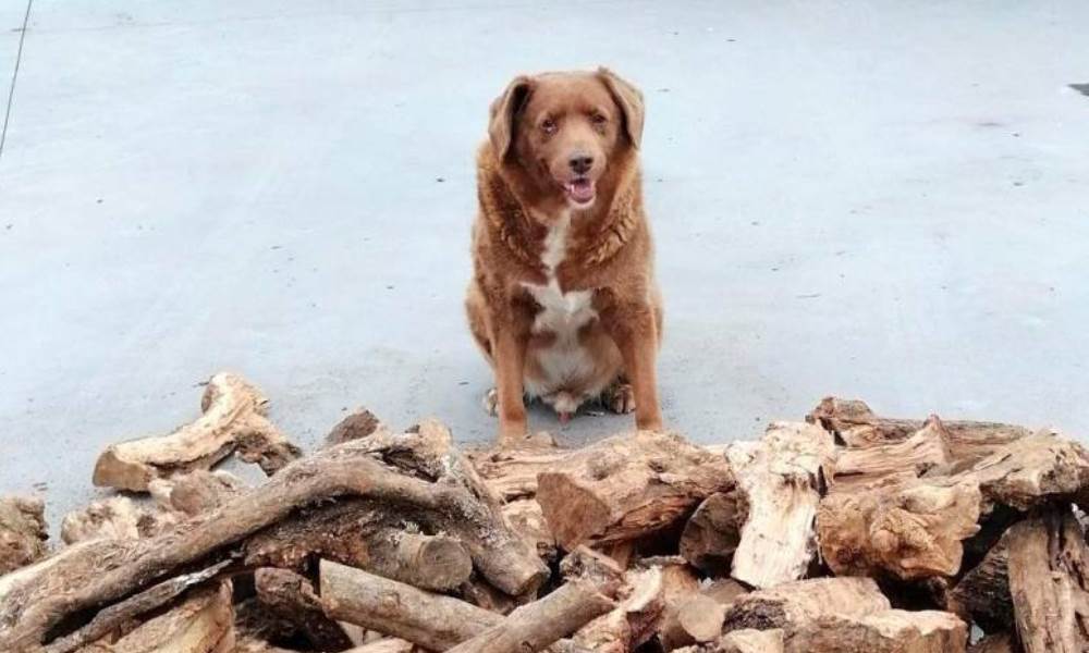 Bobi, el perro más longevo del mundo cumplió 30 años.