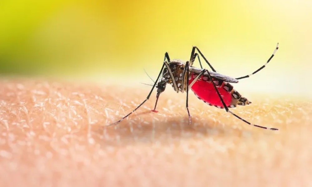 Salud: más de 28mil casos de dengue y casi 900 casos de chikungunya en el país.