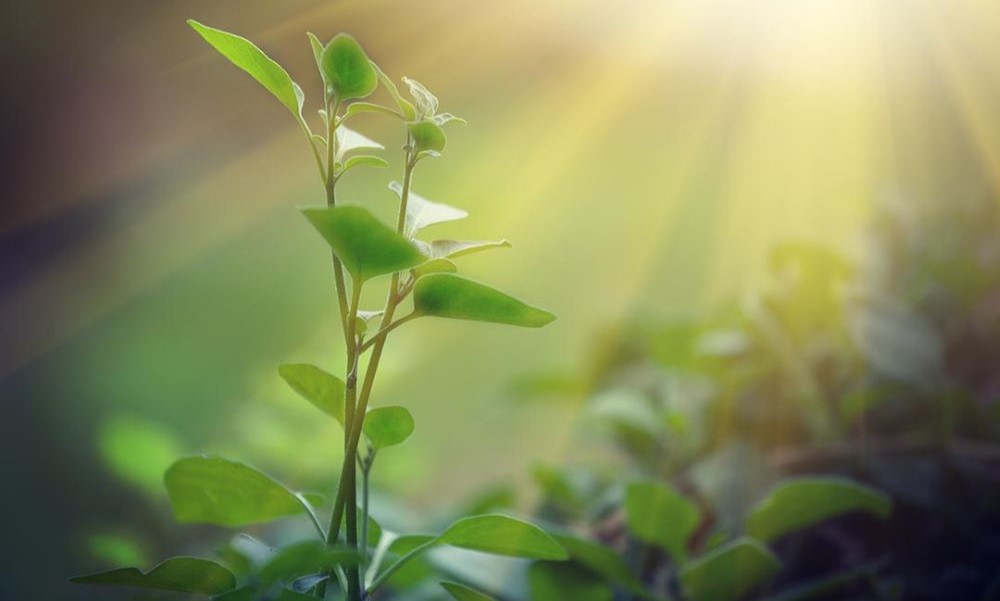 Científicos de Harvard y Tel Aviv descubrieron que las plantas se quejan cuando están estresadas.