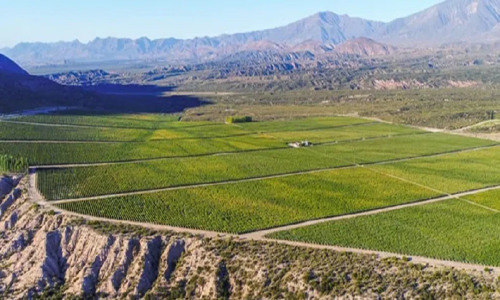 Valle de Pedernal: una joya creciente del vino argentino en San Juan.