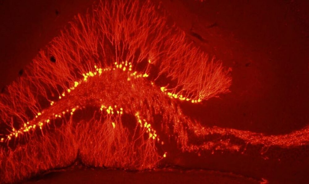 Científicos argentinos detectaron que el cerebro genera neuronas para “remodelar” memorias.