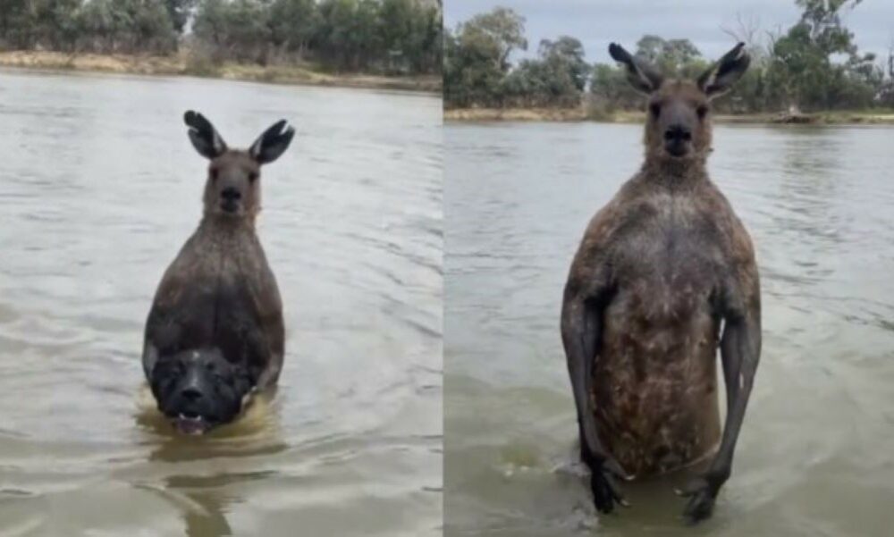 A las piñas con un canguro para salvar a su perrito.