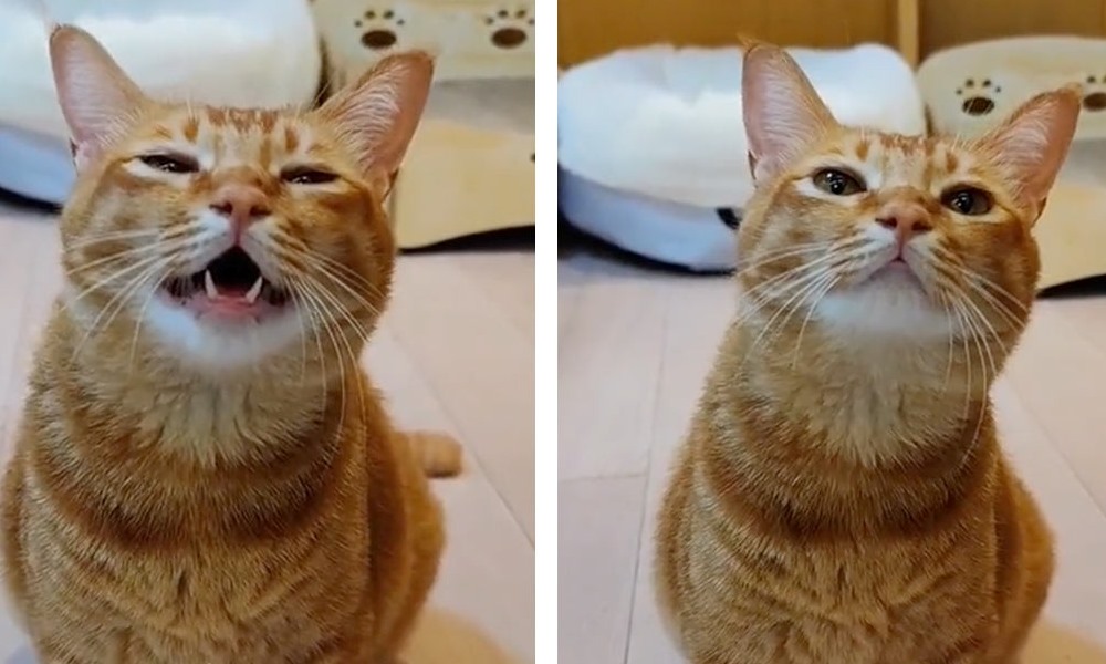 Un gato sorprendió con su melódico maullido.