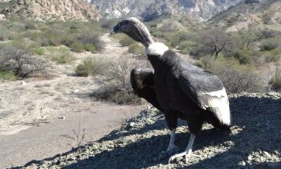 Día del Animal: se liberará un cóndor en el mirador de Huaco.