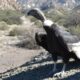 Día del Animal: se liberará un cóndor en el mirador de Huaco.