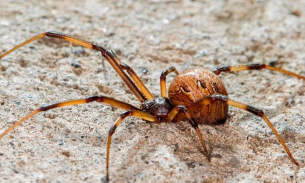 Dictan una capacitación sobre animales ponzoñosos.