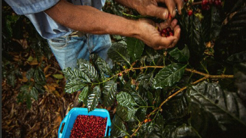 El ‘café azul’ que está entre los mejores de Venezuela se siembra a orillas de una carretera