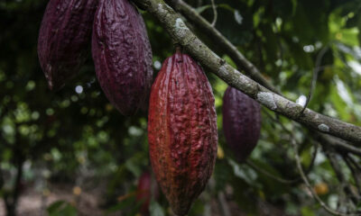 Uno de los mayores países productores de cacao se enfrenta a una crisis