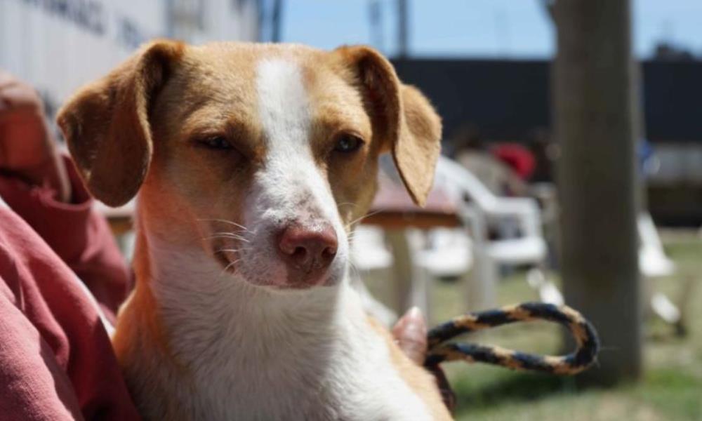 Quirófanos Moviles de Mascotas llega a Capital.