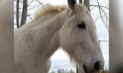 Conmoción en Río Negro: robaron y faenaron a Carlitos, un caballo que acompañaba a pacientes de equinoterapia