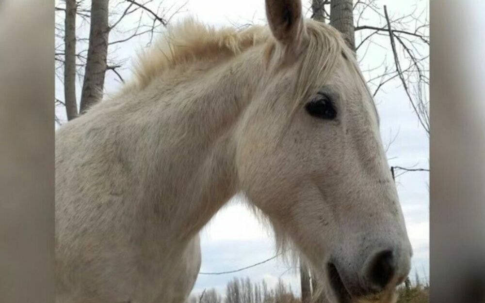 Conmoción en Río Negro: robaron y faenaron a Carlitos, un caballo que acompañaba a pacientes de equinoterapia