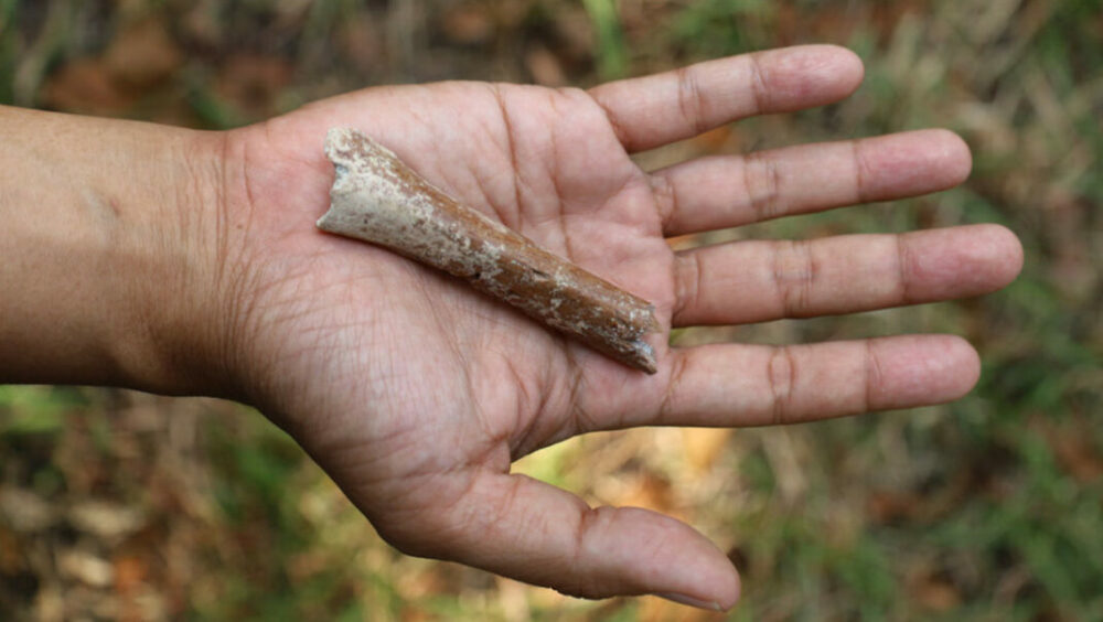 El hallazgo de pequeños huesos revela el misterioso origen de los ‘hobbits’ de Indonesia