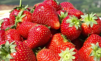 El truco casero para cultivar frutillas en el jardín o balcón de casa