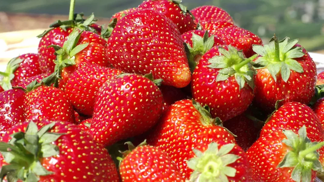 El truco casero para cultivar frutillas en el jardín o balcón de casa