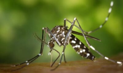 Este verano los mosquitos serán más resistentes a los repelentes, según la ciencia.