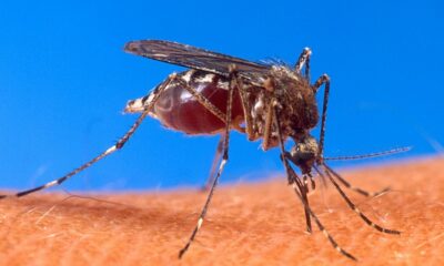 Científicos aseguran que los mosquitos portadores de dengue esta temporada son mas resistentes.