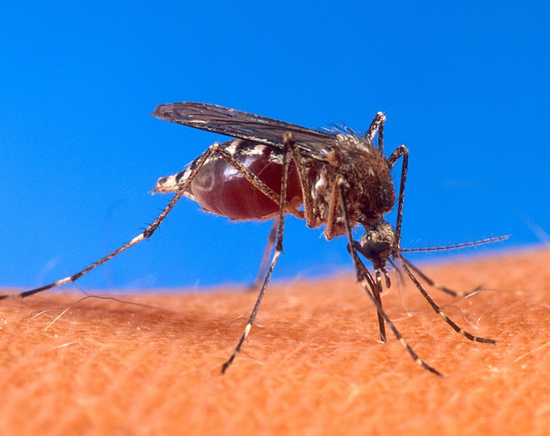 Científicos aseguran que los mosquitos portadores de dengue esta temporada son mas resistentes.