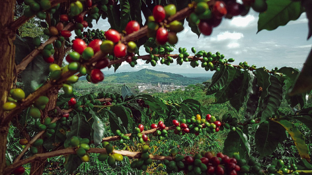 Primer ministro de Etiopía resaltó los logros de la industria cafetera de su país