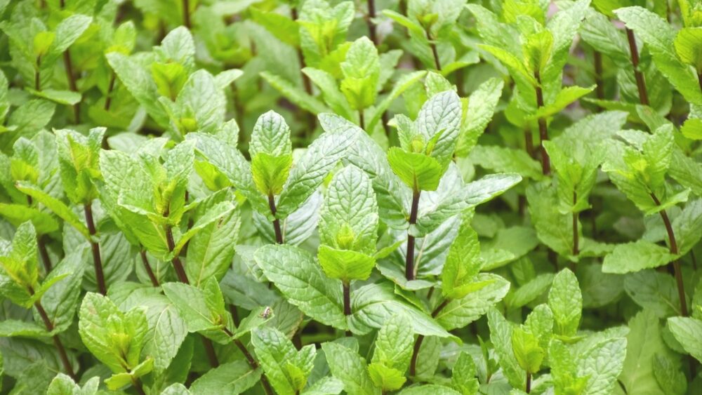 La planta que nadie le presta atención y que es una bendición para el jardín