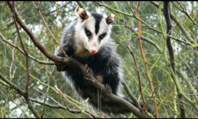 Importante hallazgo científico en Rivadavia: un avance clave para la conservación de la Fauna Silvestre