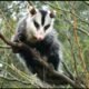 Importante hallazgo científico en Rivadavia: un avance clave para la conservación de la Fauna Silvestre