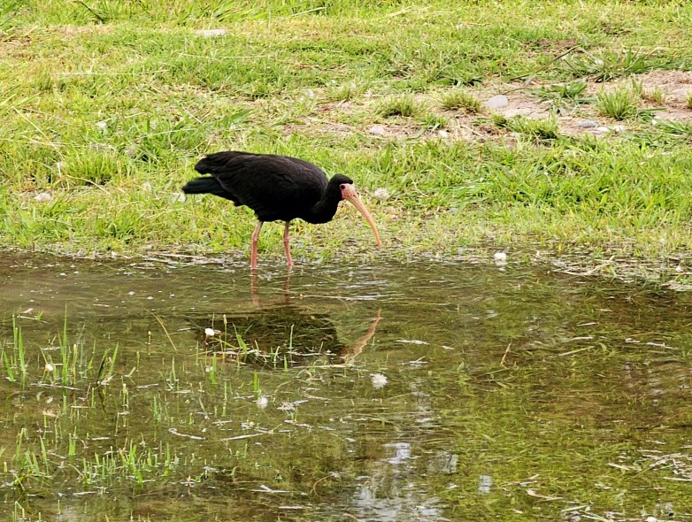 Ambiente registró una nueva especie de ave en el Parque de la Biodiversidad