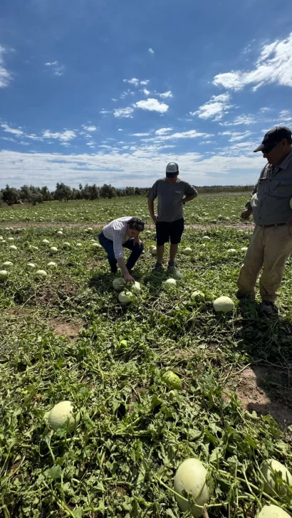 Confirman que ya 32 productores denunciaron daños en sus fincas por la granizada del lunes