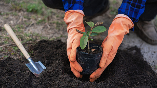 En Arabia Saudita se lanza iniciativa para plantar 100.000 árboles con ayuda de voluntarios