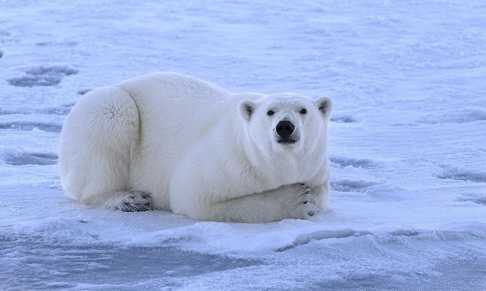 Rusia | El oso polar: el mayor depredador terrestre del planeta