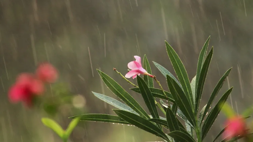 Día gris con chaparrones y viento sur: El martes se alista para la lluvia