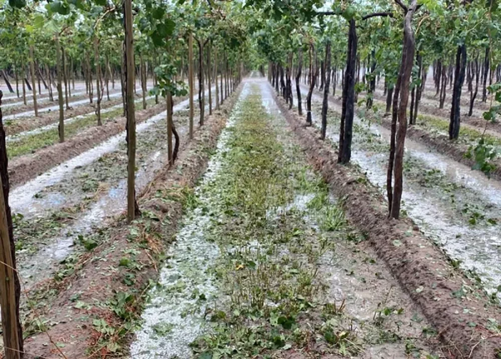 Ya hay 215 denuncias de productores por el granizo y se esperan más