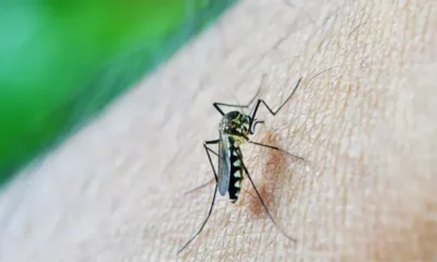 Refuerzan medidas contra el dengue en toda la provincia