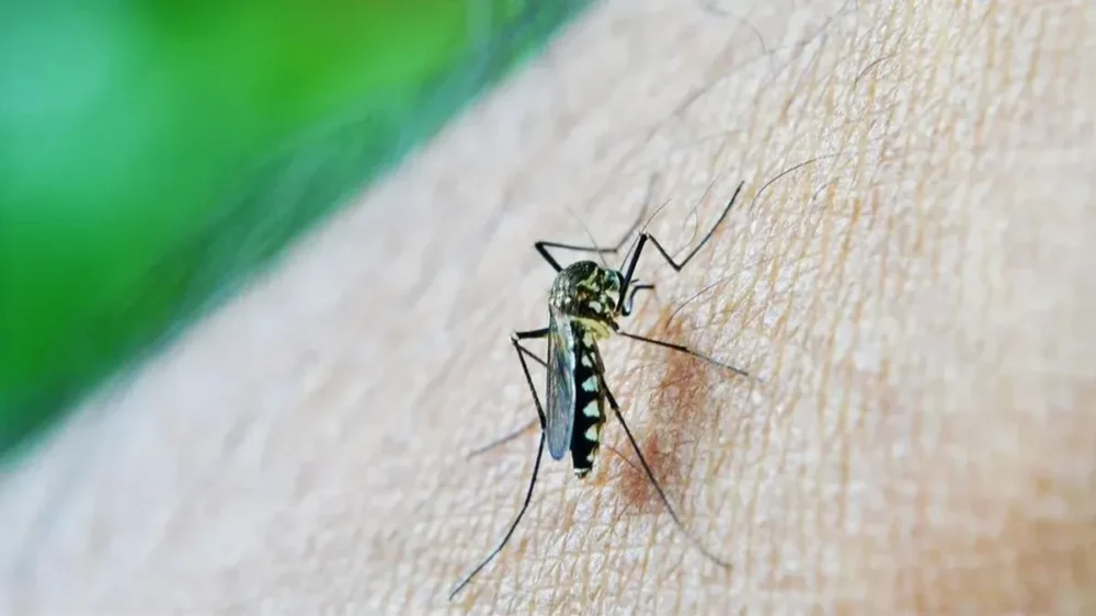 Refuerzan medidas contra el dengue en toda la provincia