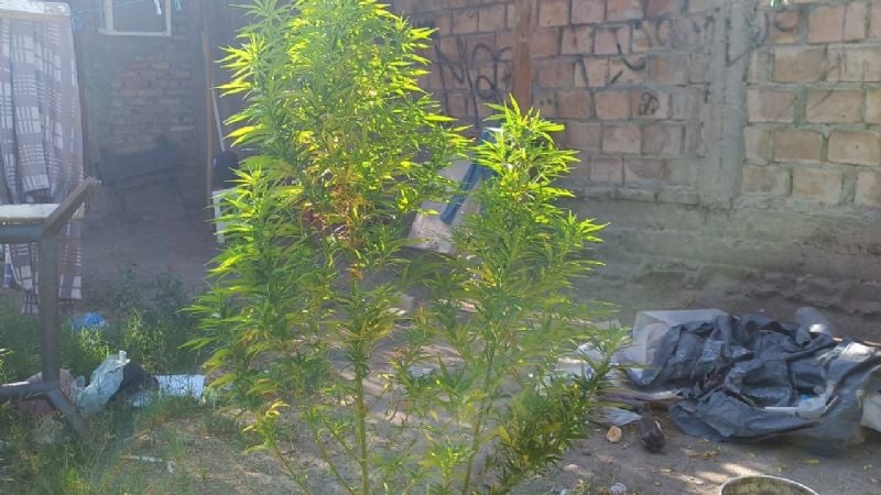 Secuestraron 10 plantas de marihuana durante un allanamiento en San Juan